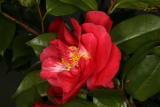 Camellia japonica 'Coccinea' RCP4-2013 232.JPG